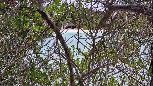Tropical beach view through trees with overwater bungalow in Maldives paradise