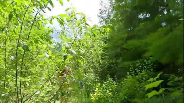 Longpussy in the Cascade foothills, nude outdoor hike