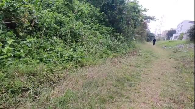 Woman walks through grassy public park path surrounded by green bushes