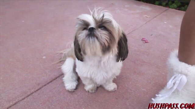Cute fluffy Shih Tzu puppy sitting outdoors with woman's furry boots