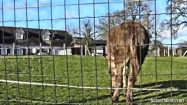 Donkey's rear end behind farm fence in field