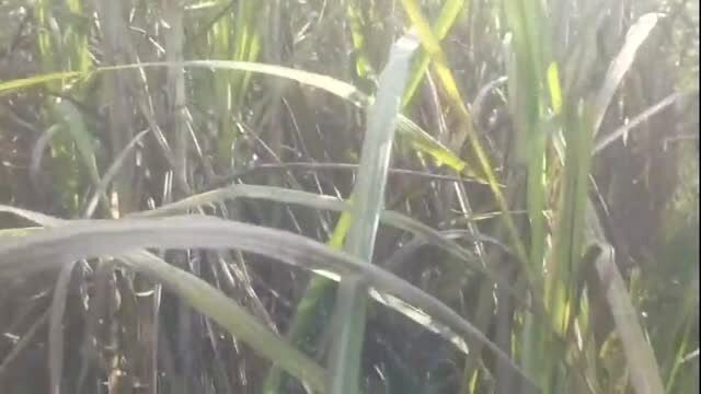 Deshi bhabhi outdoor field anal sex in Hindi audio