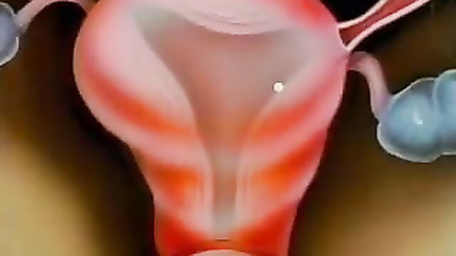 Closeup medical animation of woman's uterus and ovaries during impregnation