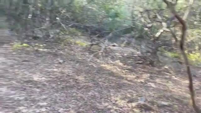 Priya X in Desi jungle cuckold fuckfest outdoor tease